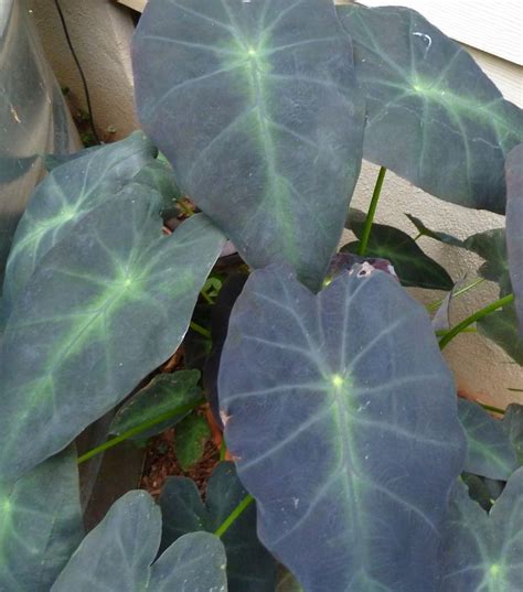 Elephant Ear Colocasia Antiquorum Black Beauty Plant Leaves