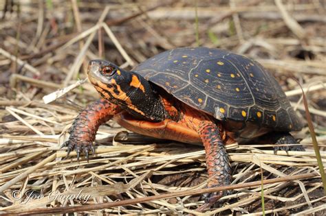 Spotted Turtle The Canadian Encyclopedia