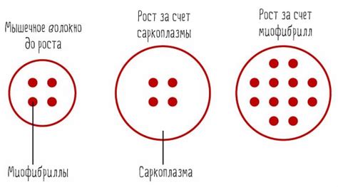 Можно ли накачаться, не работая с большими весами? - fitLabs / Ирина Брехт