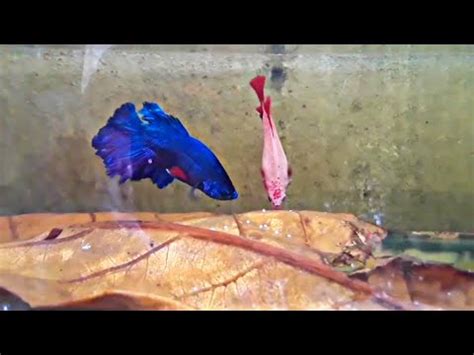 Alevines De Bettas Blue Red Evoluci N Paso A Paso Youtube