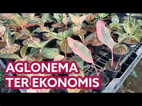 Aglaonema Ekonomis Cocok Buat Lebaran Youtube