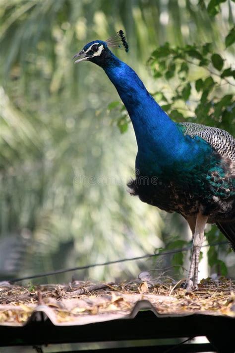 Adult Indian Peafowl Male Pavo Cristatus Surveying Its Surroundings