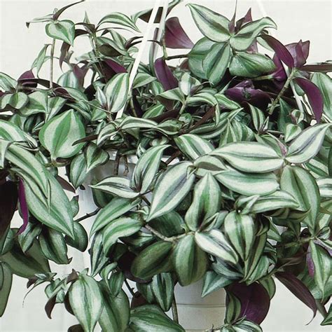 Purple Inch Plant Wandering Jew Indoors Purpusii Zebrina Pendula