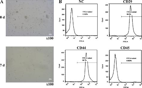 Figure From Role Of The Hif Sdf Cxcr Signaling Axis In