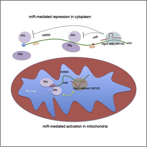 Microrna Directly Enhances Mitochondrial Translation During Muscle