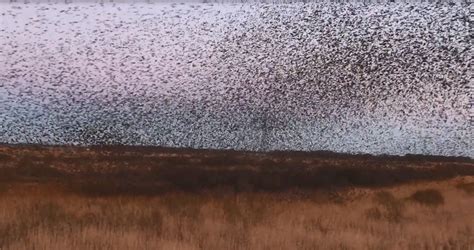 Spreeuwen Regen Zelf Geschoten Vroege Vogels Bnnvara