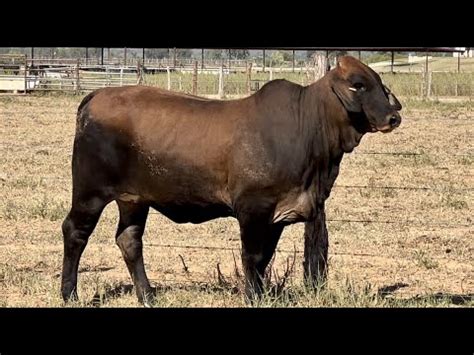 J J Cattle Co Braford Brahman More Youtube