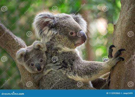 Mother and baby koala. stock image. Image of marsupial - 113292865