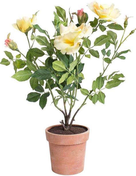 Amazon de Flora Seta GmbH künstlicher Rosenstock mit 4 Blüten und 2