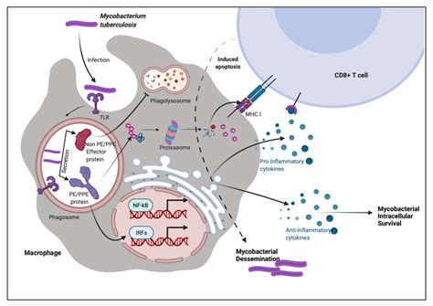 Scientists Reveal Protein Mechanism Behind Tuberculosis Pathogen