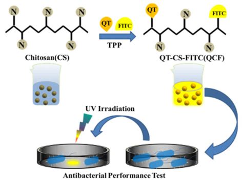 Jfb Free Full Text Preparation Of Fluorescently Labeled Chitosan Quercetin Drug Loaded