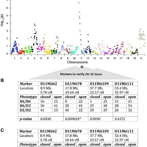 Closure Of The Presphenoidal Synchondrosis Occurs In The Dba 2j Inbred Download Scientific