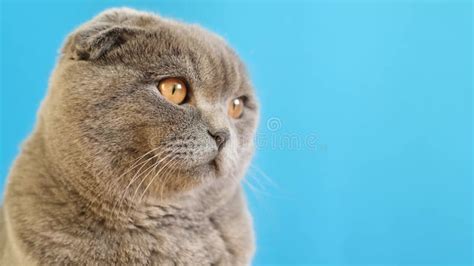 A Scottish Fold Cat Is Looking At The Camera On A Blue Background Stock