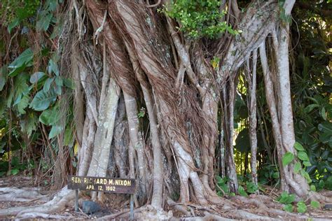 Banyan Tree Scenic Drive Information And More