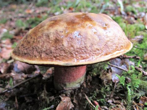 Scarletina Bolete