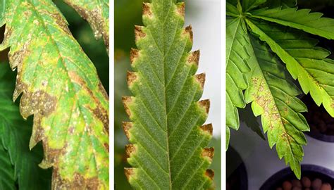 Potassium Deficiency Symptoms Plants