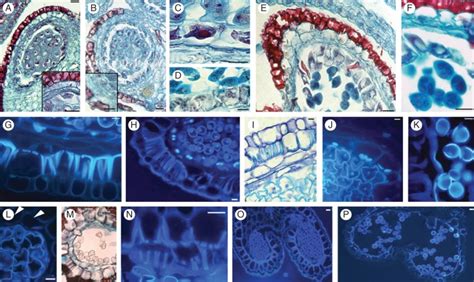 Microsporogenesis And Microgametogenesis In Anthers Of Actinidia