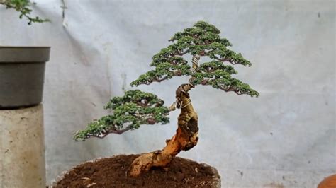 Bonsai Batang Emas Langka Di Alam Pantas Saja Banyak Diincar Pembonsai