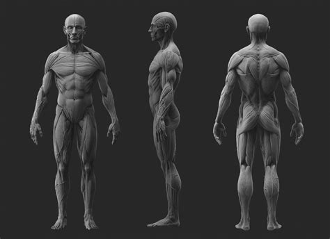 ArtStation Anatomy Study Joe Zheng Human Anatomy Drawing Human