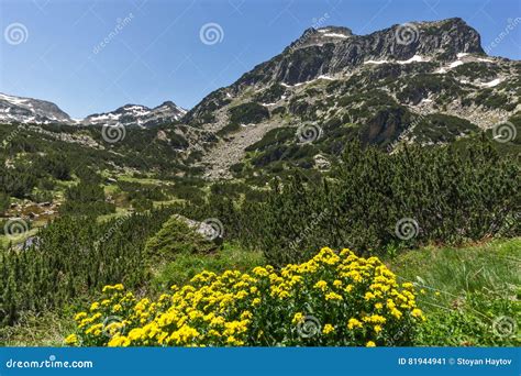 Landskapet Med Gula V Rblommor Och Dzhangal N R En H Jdpunkt Det Pirin