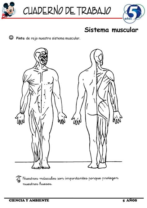 Imagenes Del Sistema Muscular Para Niños Para Colorear Fotos De