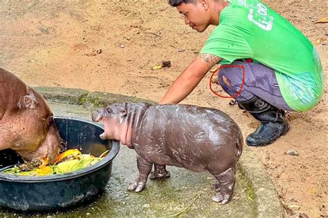 Baby hippo draws crowds to Chon Buri zoo