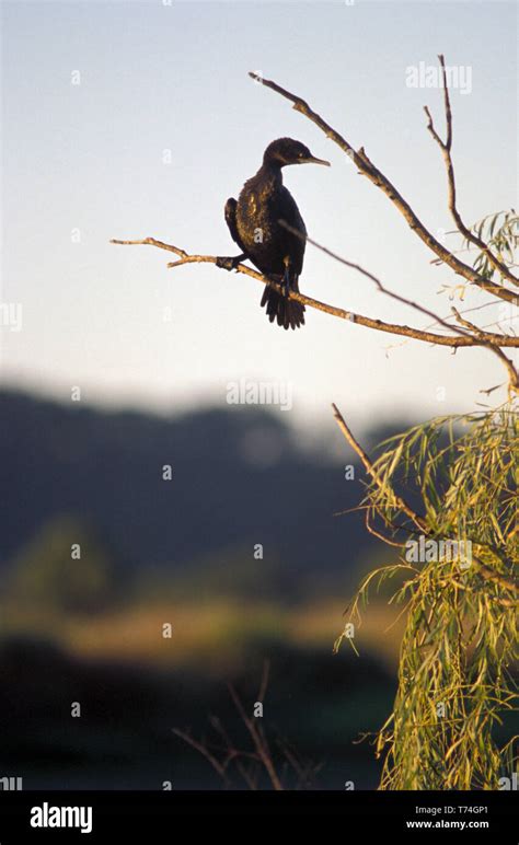 Australian Black Cormorant Hi Res Stock Photography And Images Alamy