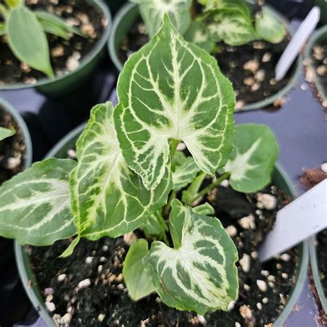 Arrowhead Plant Syngonium Podophyllum Batik From Hillcrest Nursery