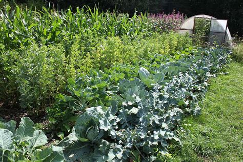 How To Grow A Survival Garden Gardener’s Path