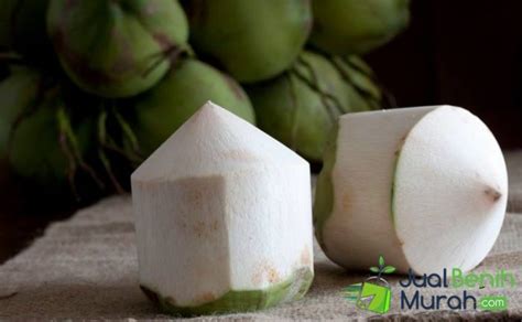 Jual Bibit Kelapa Pandan Wangi Genjah