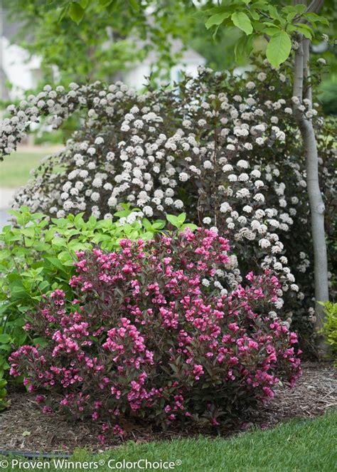 Physocarpus Opulifolius Summer Wine Ninebark Eberts Greenhouse