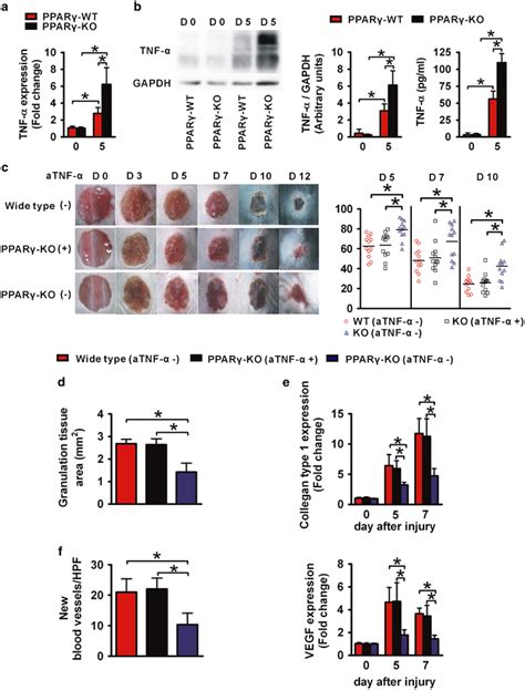 Enhanced Expression Of Tnf In Wounds Is Causal For The Wound Healing