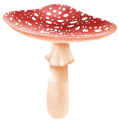 Fly Agaric Mushroom Watercolor Illustration Png