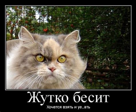 Как пасти (с)котов, или Советы юному программисту / Хабр