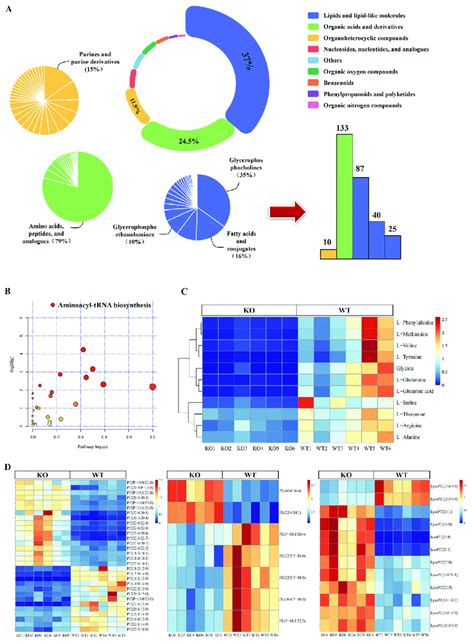 Identification Of Differential Metabolites In Ko Cells A Structural