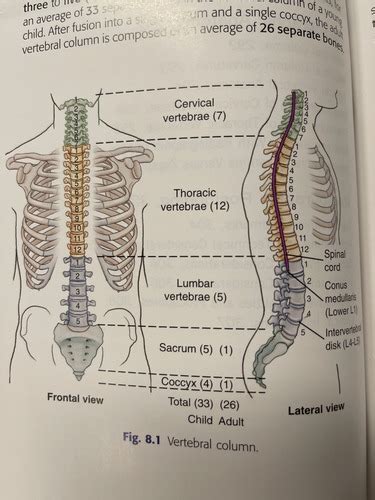 Exam Anatomy And Considerations Flashcards Quizlet