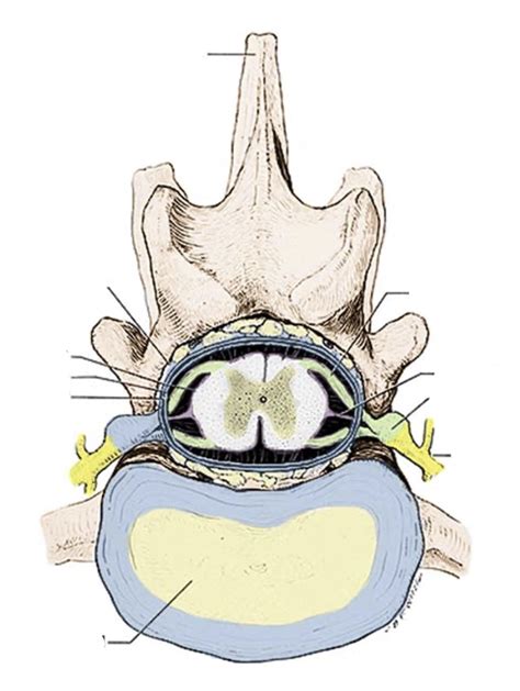 denticulate ligaments etc. Diagram | Quizlet