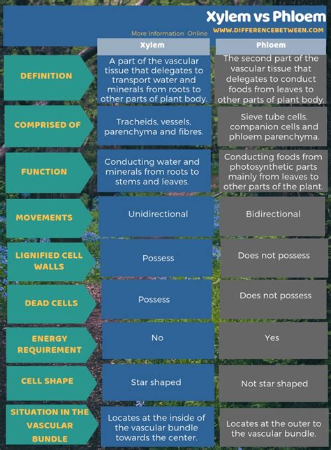 Function Of Xylem And Phloem In Leaf - Infoupdate.org