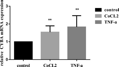 CYBA MRNA Expression In HTR 8 SVneo Cells Stimulated With CoCl2 And