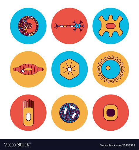 Different human cell types Royalty Free Vector Image