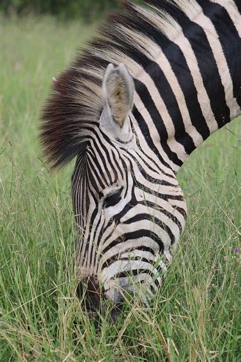 Zebra Eating Grass Pictures, Photos, and Images for Facebook, Tumblr ...