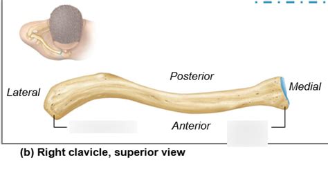 CLAVICLE Diagram | Quizlet