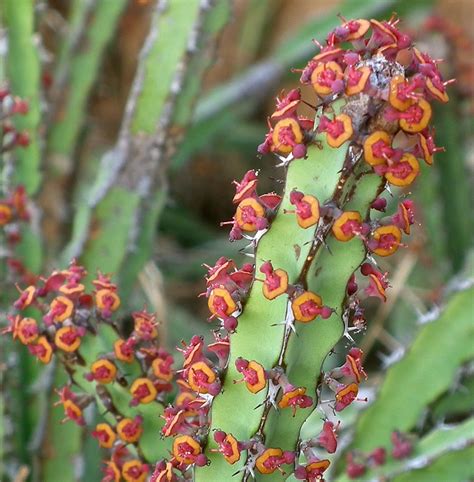 Euphorbia Heterochroma Safari Afrika