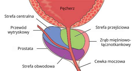 Prostata gdzie jest i jak o nią dbać Objawy przerostu leczenie