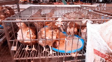 WATCH: 'Wet Markets' Still Killing Despite COVID-19 | PETA