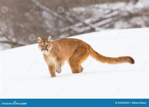 Mountain Lion with Long Tail Stock Photo - Image of mean, wildlife ...