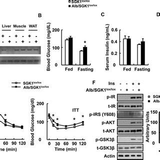 Lko Mice Show Glucose Intolerance And Insulin Resistance Pcr Products