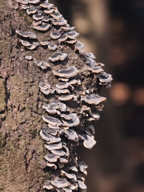 Premium Photo Close Up Of Mushroom Growing On Tree Trunk