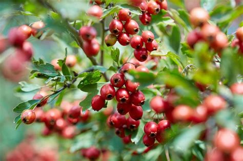 Arbusto De Espino Con Grandes Frutos Rojos Listos Para Recoger Foto