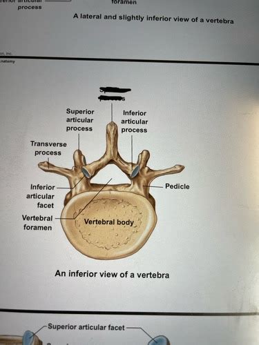 Anatomy Vertebrae And Thoracic Cage Flashcards Quizlet